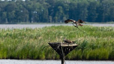 Become an Osprey Nest Watcher in the Name of Science