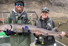 Wisconsin sturgeon travels record-setting distance down Mississippi River