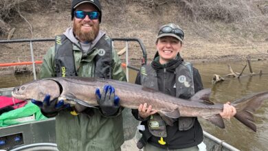 Wisconsin sturgeon travels record-setting distance down Mississippi River