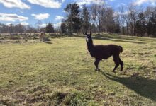 Death of Weir River Farm’s Ruby the llama raises concerns; Trustees of Reservations stands behind its ‘high standards for animal care’