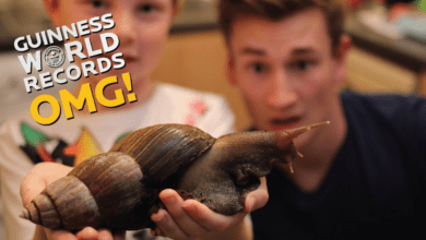 Achatina achatina, the largest snail Guinness World Record holder, showcasing its colossal size and remarkable features.