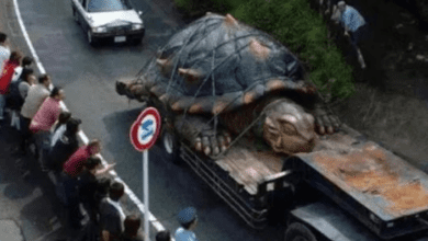 World’s Largest Tortoise
