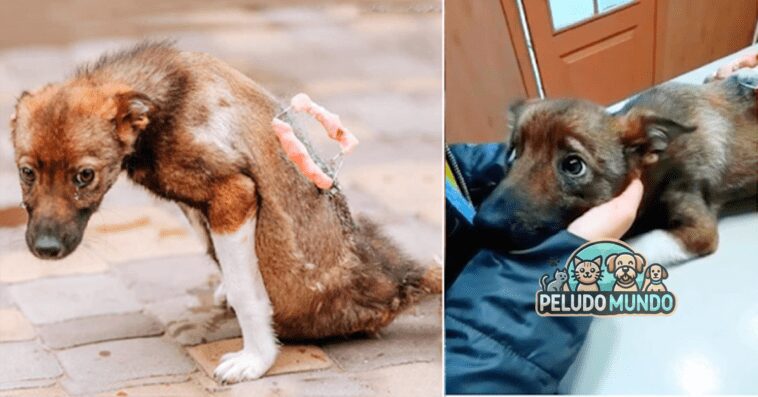 Perro rescatado llorando de emoción después de recibir ayuda